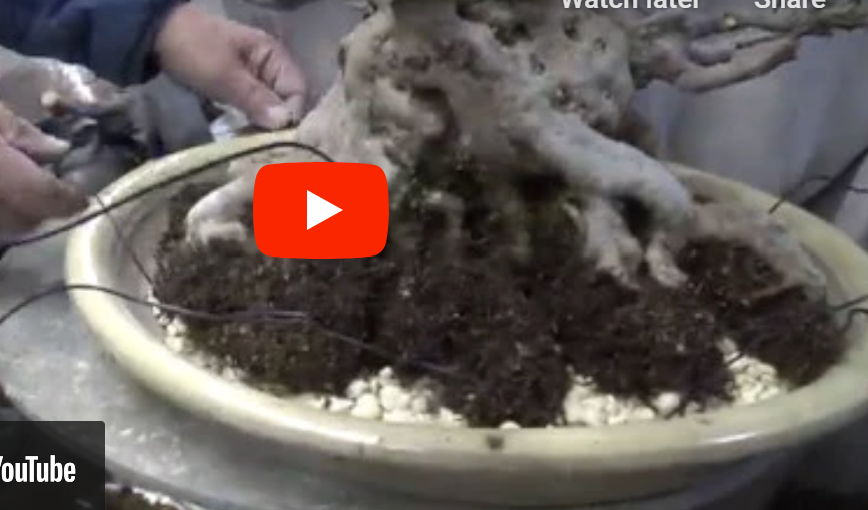 Satsuki Azalea repotting videos