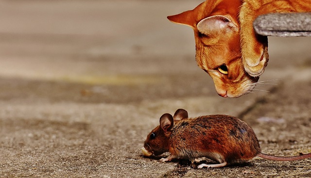 Mice...