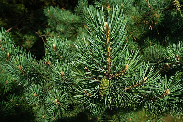 Decandling cork bark pine