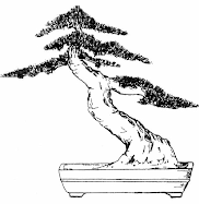 Slanting Slanting bonsai style