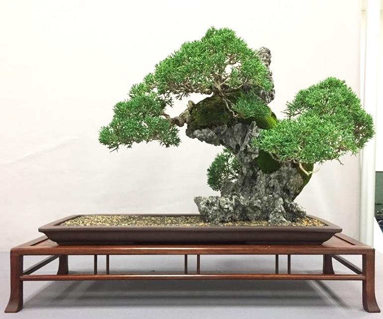 Bonsai Display Stands & their Trees | Bonsai Bark