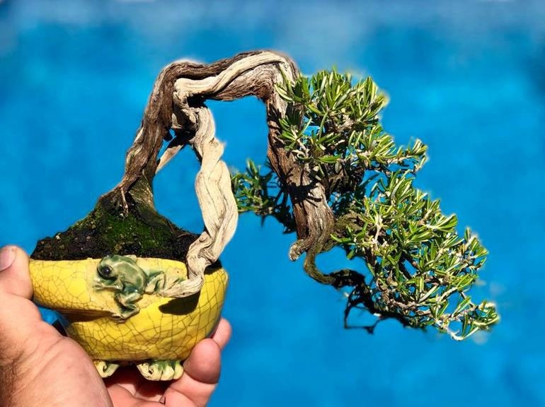 Bonsai Folk Art | Bonsai Bark