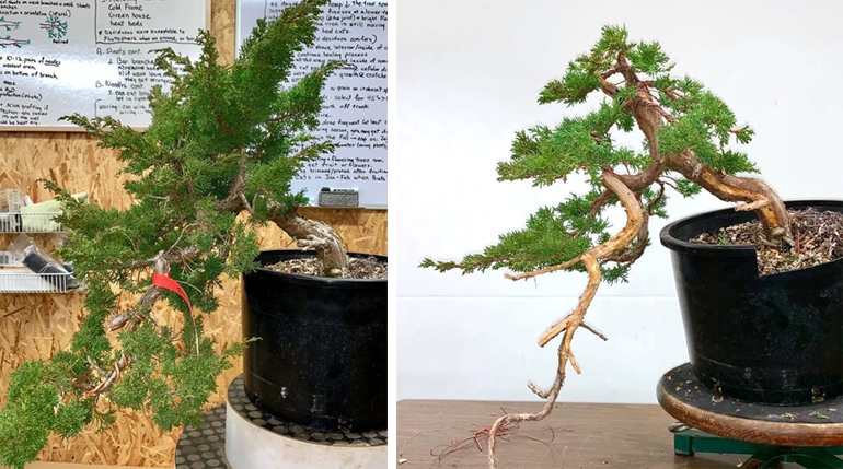 A Quick Before and After Bonsai | Bonsai Bark