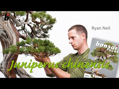 Juniper styling - Ryan Neil (USA) - Bonsai Focus #4-2012
