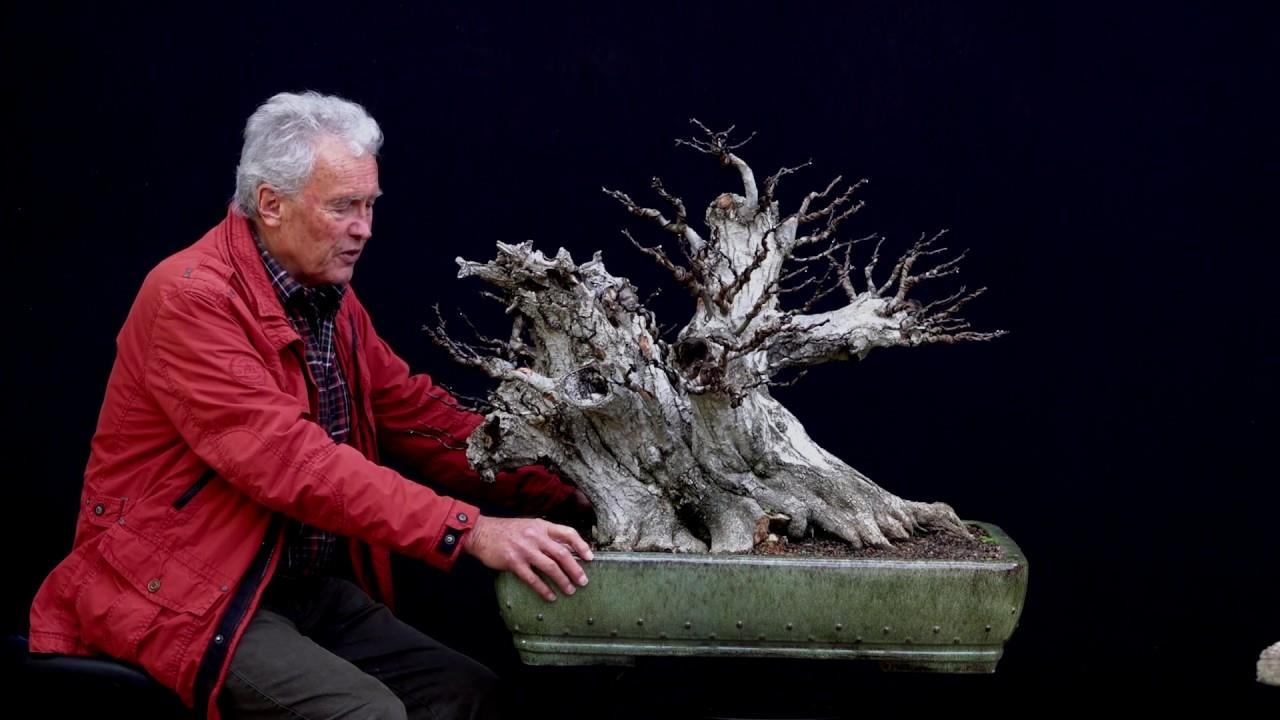 Huge carpinus...this one has cca 80kg with the pot
