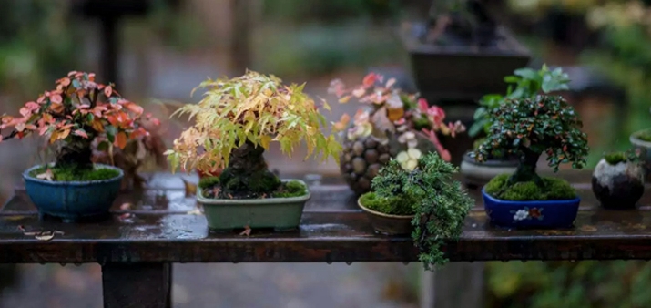 New Roshi Tool Special & New Shohin Bonsai Course | Bonsai Bark