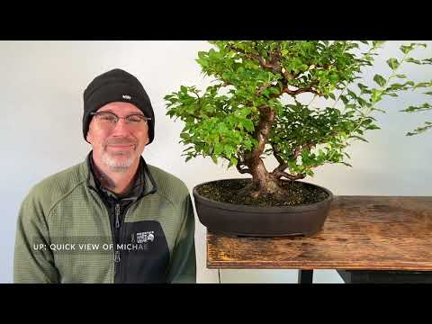 Bonsai techniques: How to create a Nebari (surface roots) by Michael Hagedorn