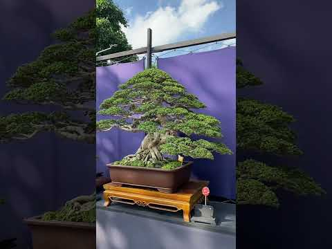 Bonsai Art #bonsaiart #bonsaitreesforbeginners #art #livingart #bonsaiempire #bonsaiindonesia