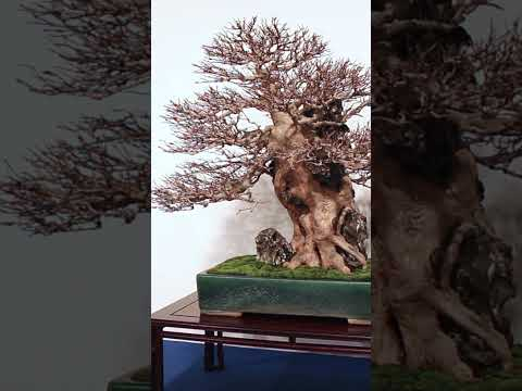 Bonsai trees #nature #miniature #japan