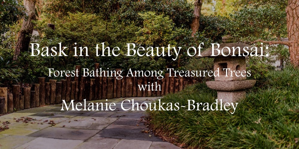 Bask in the Beauty of Bonsai: Forest Bathing Among Treasured Trees