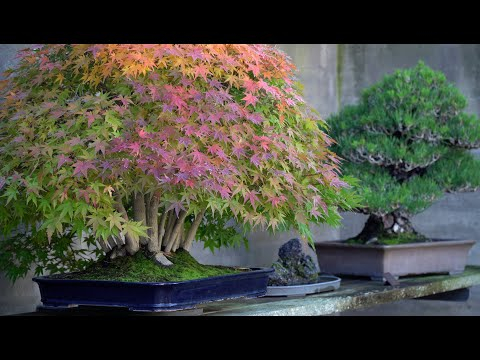 Bonsai Museum Luis Vallejo