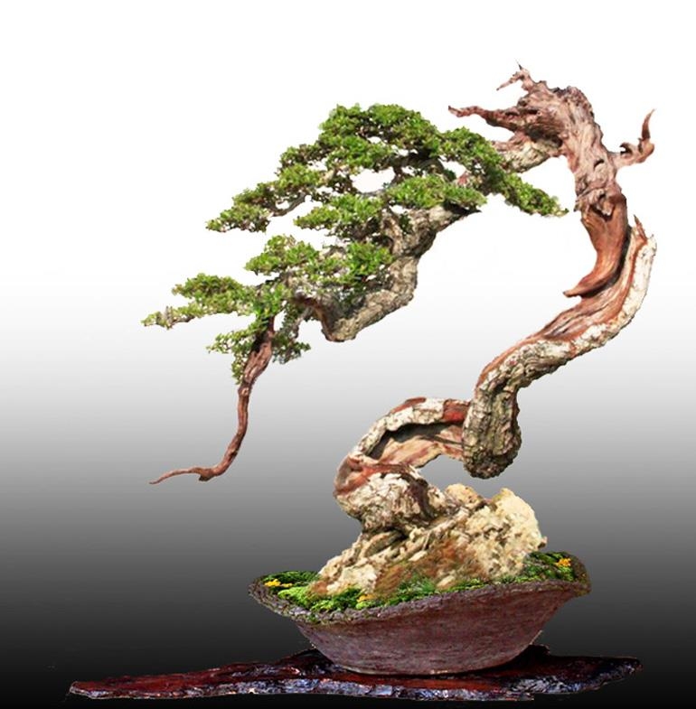 Finding a Way to Improve Any Bonsai | Bonsai Bark