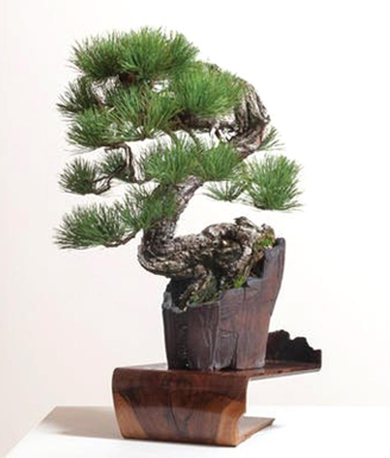 Bonsai at the Intersection of Environmental Art, Durational Art, Performance, Architecture, and Design | Bonsai Bark