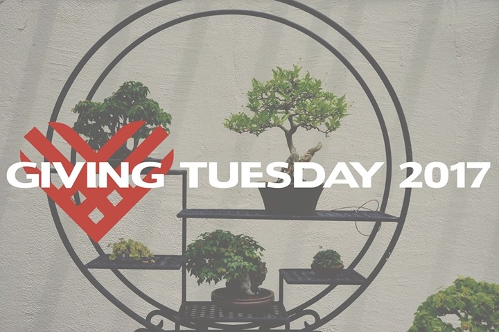 Every day of the year, the National Bonsai