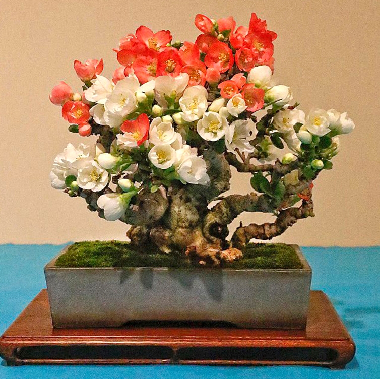 New Year New Day New Bonsai Essentials | Bonsai Bark