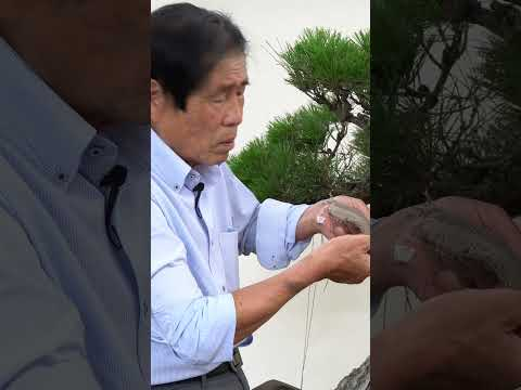 Kimura Masterclass #bonsai