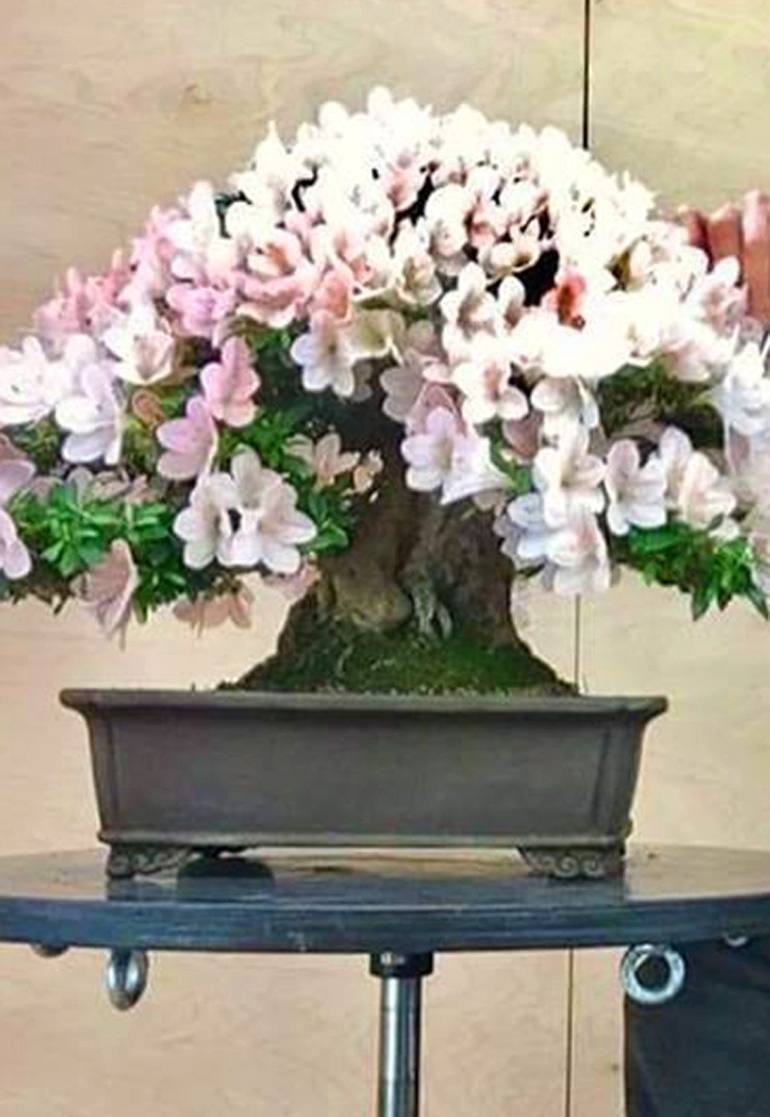 Superior Bonsai Deserve a Superior Turntable | Bonsai Bark