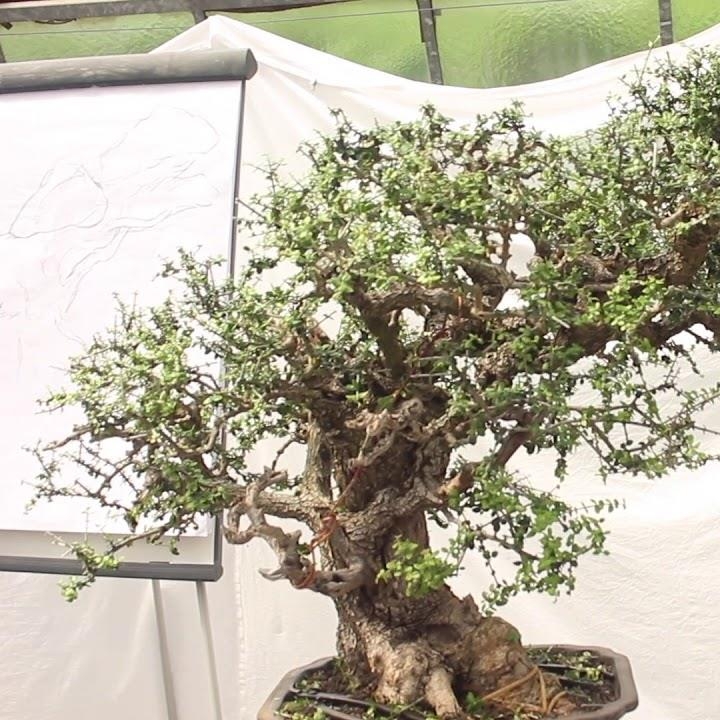 Marija Hajdić styled this tree at the Generation