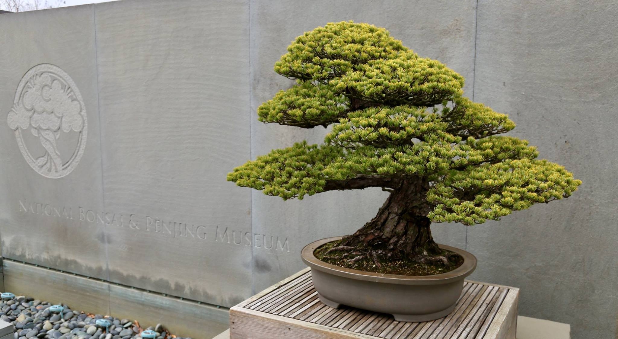 World Bonsai Day 2018