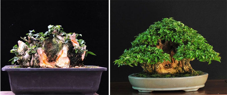 Bougainvillea Bonsai, Before & After | Bonsai Bark