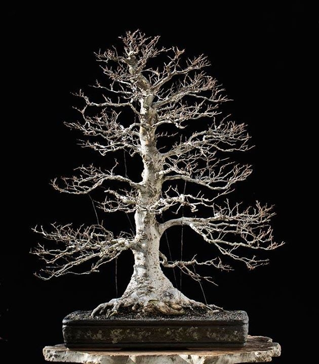 Japanese Beech #2