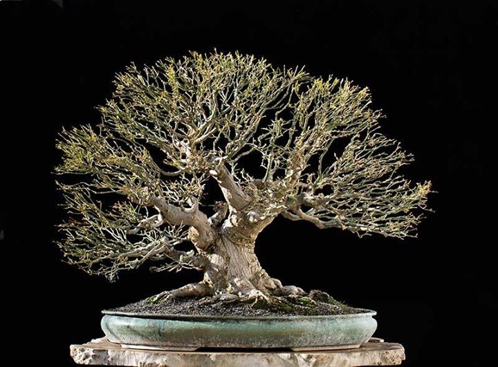 Japanese Maple #10