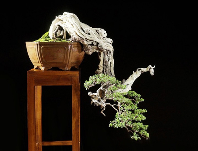 Stupendous Bonsai – a Good Place to Start | Bonsai Bark