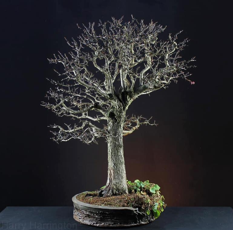 Harry’s Famous Hawthorn | Bonsai Bark