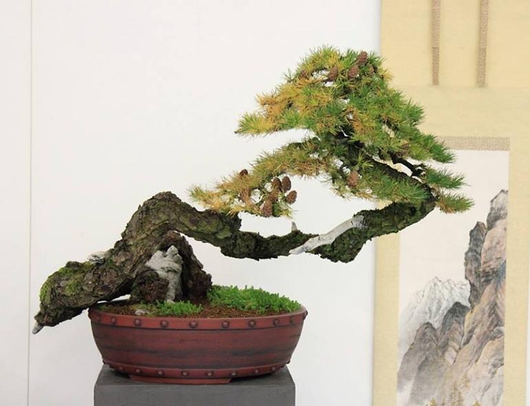 Another Brilliant Bonsai & a Strange Device | Bonsai Bark