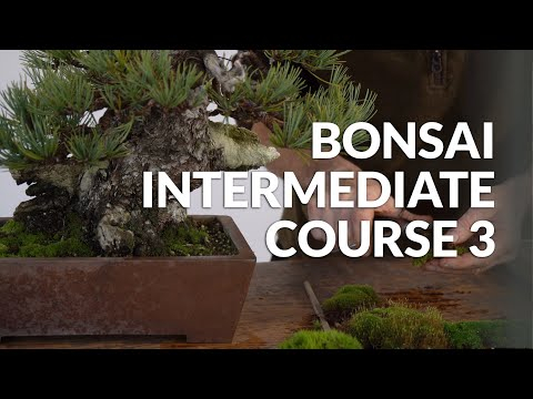 Bonsai Intermediate Course 3 - trailer