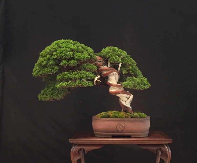 Eccentric or Just Twisted? | Bonsai Bark
