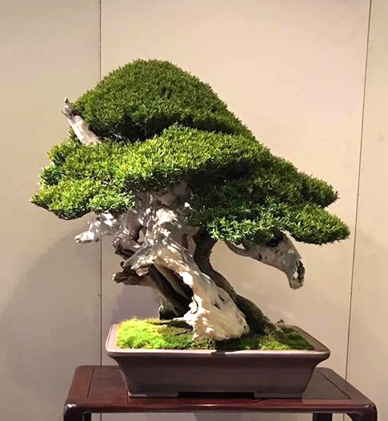 American Bonsai – The Kennett Collection | Bonsai Bark