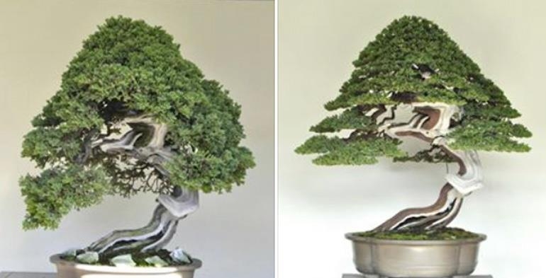 Juniper Bonsai – Before & After | Bonsai Bark