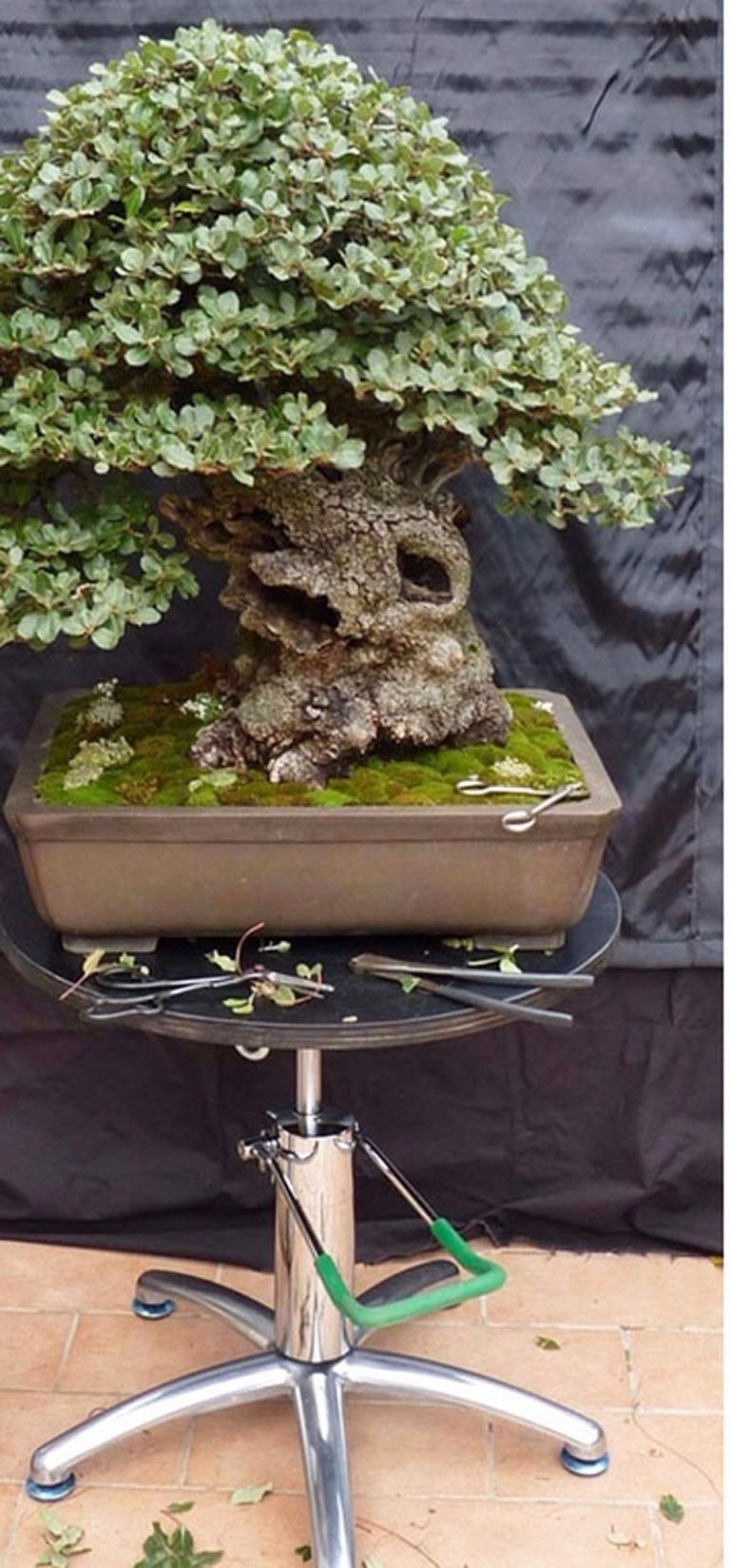 Great Specials on Bonsai Tools, Bonsai Soil & Green T Turntables End Sunday Night | Bonsai Bark