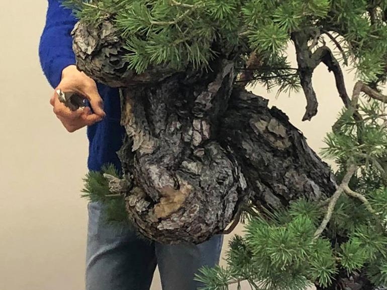 Sheer Bonsai Power – Before & After | Bonsai Bark
