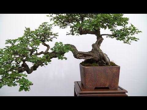 Bonsai van het Westen 2024