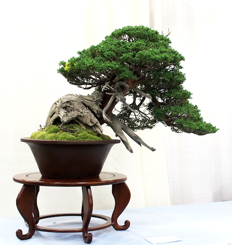 Bonsai Boon and His Twenty Super Students | Bonsai Bark