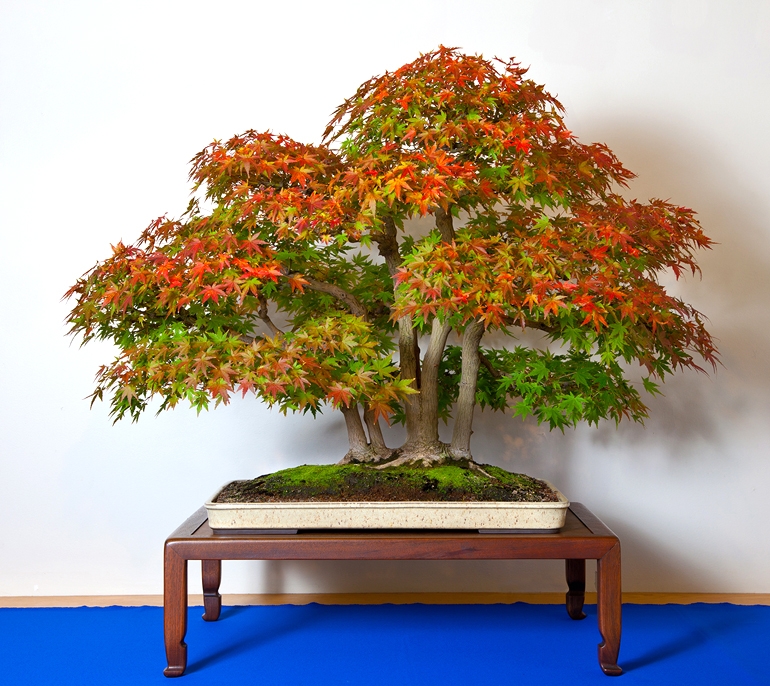 The U.S. National Bonsai Foundation Has a Wonderful New Website, Featuring Some of the Most Outstanding Bonsai in the World | Bonsai Bark
