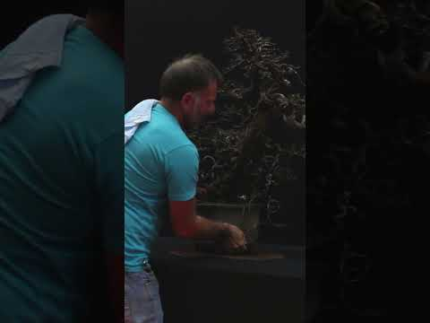 CRAZY Bonsai #livingart #bonsai