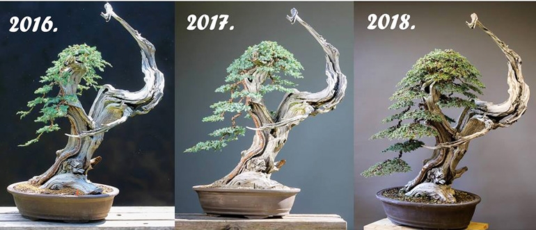 Bonsai Before & After – Three Year Progression | Bonsai Bark