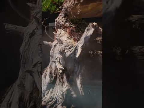 Bonsai but Different #display #art #artistic #bonsai