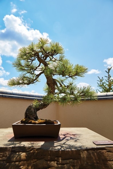 Michigan All-State Bonsai Show | Meijer Gardens