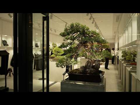 Tradman's Bonsai, Tokyo