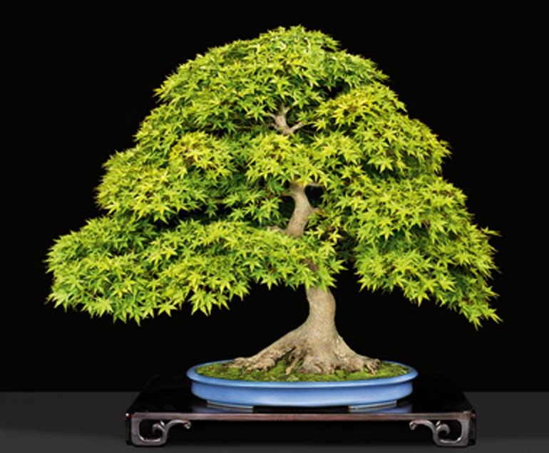 When the Sun Gets Too Hot | Bonsai Bark