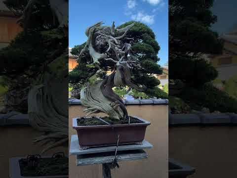 Shunkaen #bonsai #museum in central #tokyo #japanesemaple #japan #bonsaitree
