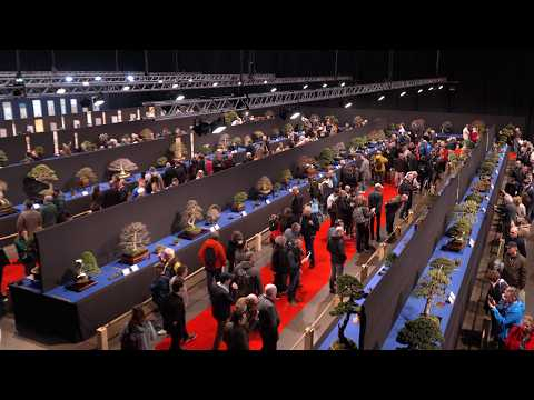 26th Trophy Bonsai Exhibition - Winners, Show & Behind the Scenes