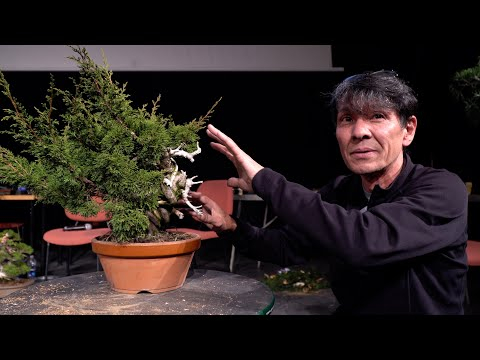 Koji Hiramatsu creates a Shohin Bonsai