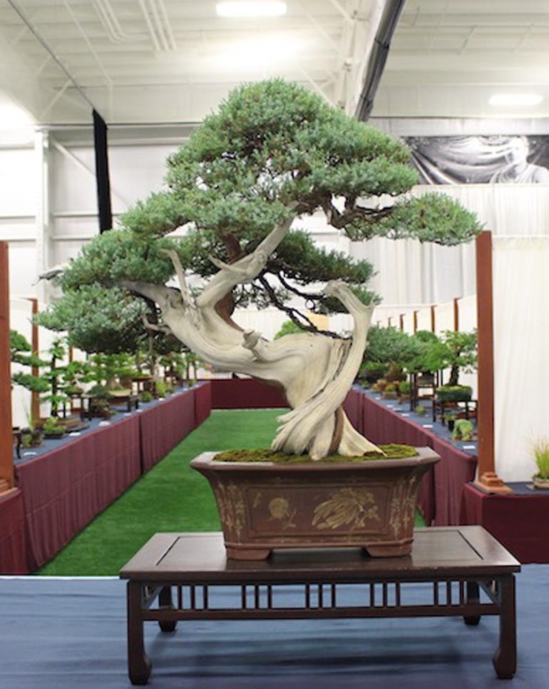 More Winning Bonsai & Some Value Added | Bonsai Bark