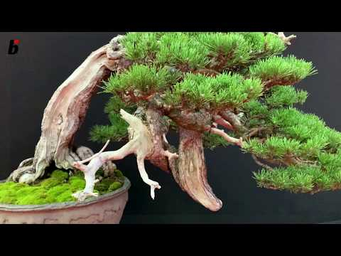 European Bonsai-san Show 2019 Saulieu