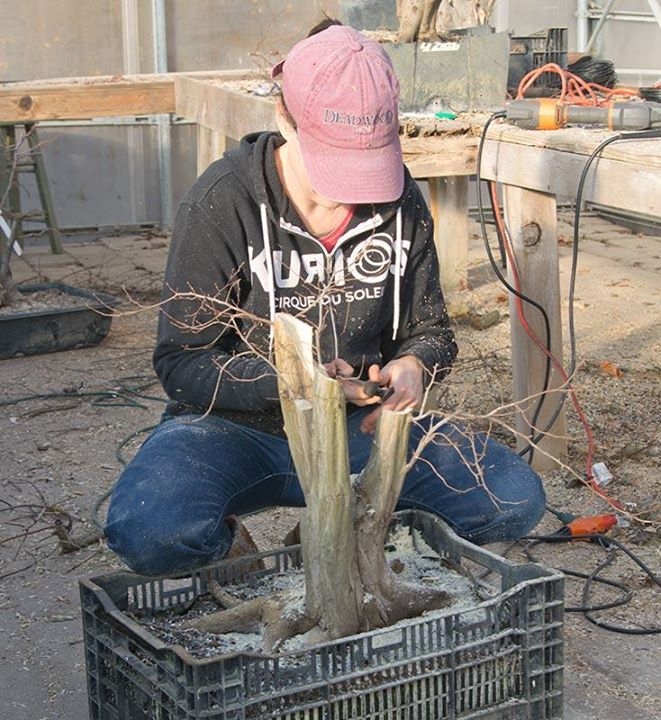 American Bonsai has asked me to test their tools.